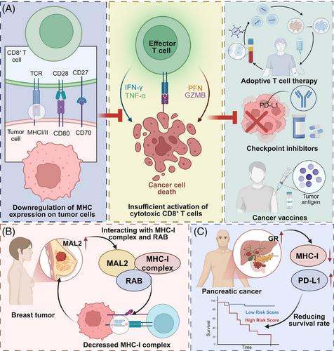 Decoding MHC loss: Molecular mechanisms and implications for immune resistance in cancer