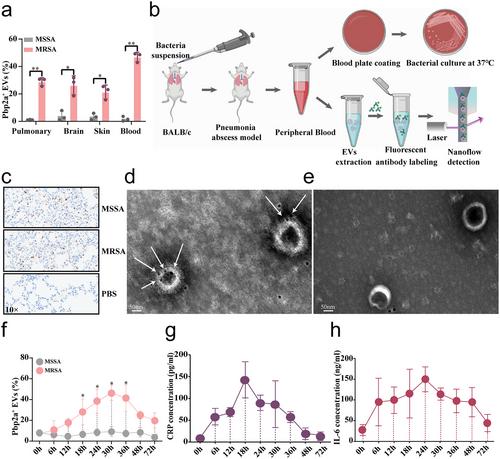 Dynamic Profiling of Penicillin-Binding Protein 2a (PBP2a)-Positive Extracellular Vesicles: Implications for Early Diagnosis and Treatment Monitoring of Methicillin-Resistant Staphylococcus Aureus Infections