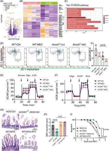 Itaconate suppresses neonatal intestinal inflammation via metabolic reprogramming of M1 macrophage