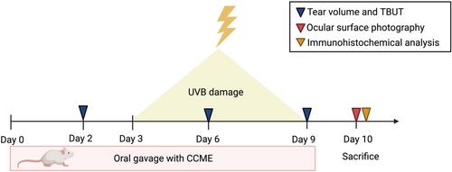 Utilizing Cordyceps cicadae Mycelium as a Potential Supplement for Alleviating UVB-Induced Photokeratitis Symptoms In Vivo