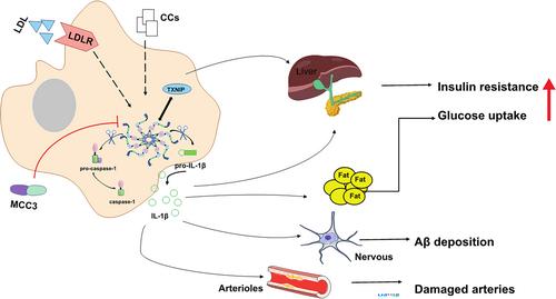 Molecular Mechanism of NLRP3 Inflammasome in Inflammatory Diseases and Tumors