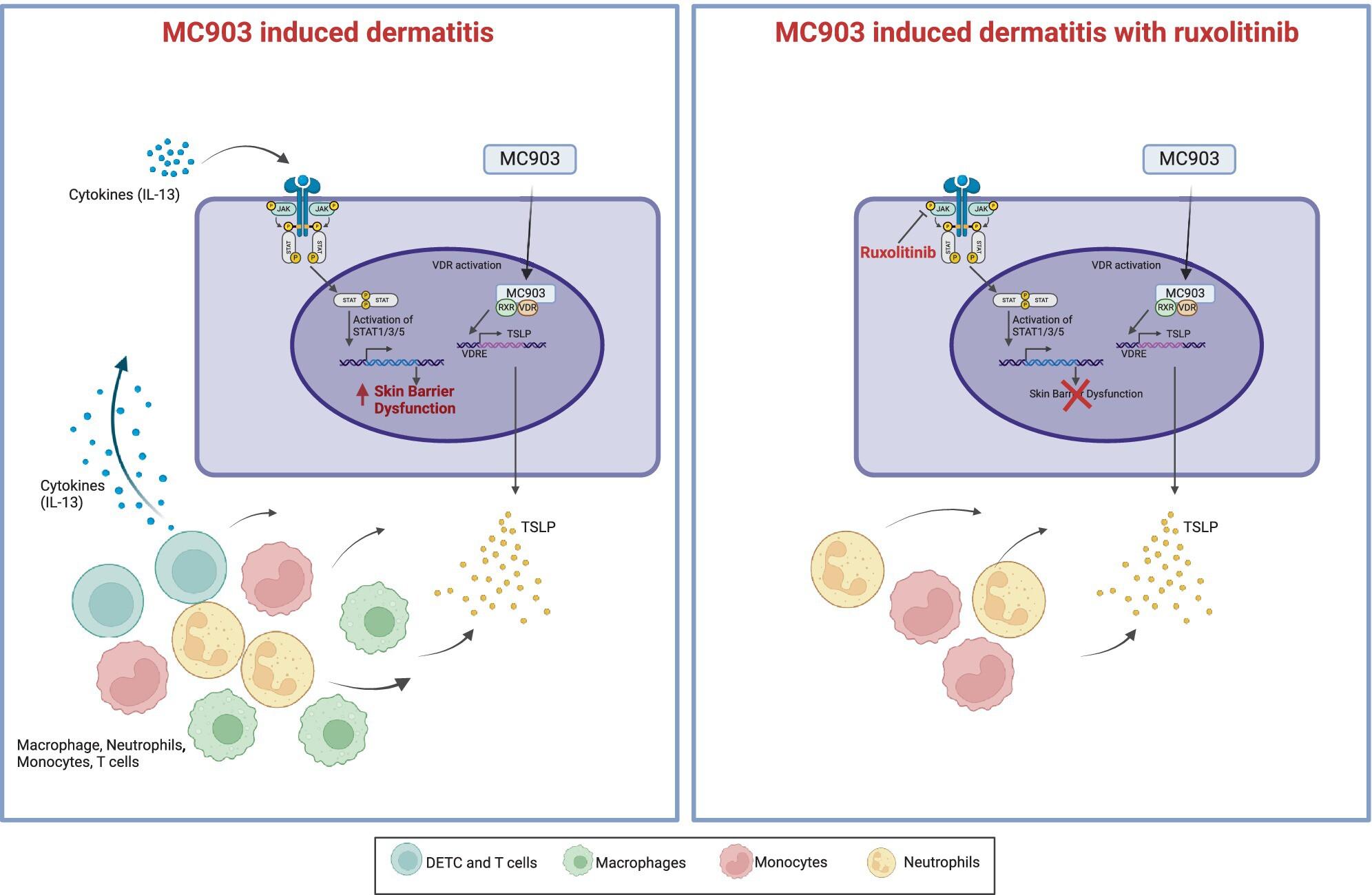 Ruxolitinib Alleviates Inflammation and Fortifies Skin Barrier Function Through Dampening IL-13