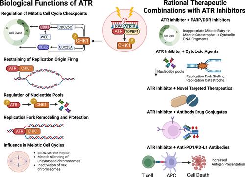 Unlocking the therapeutic potential of ATR inhibitors: Advances, challenges, and opportunities in cancer therapy