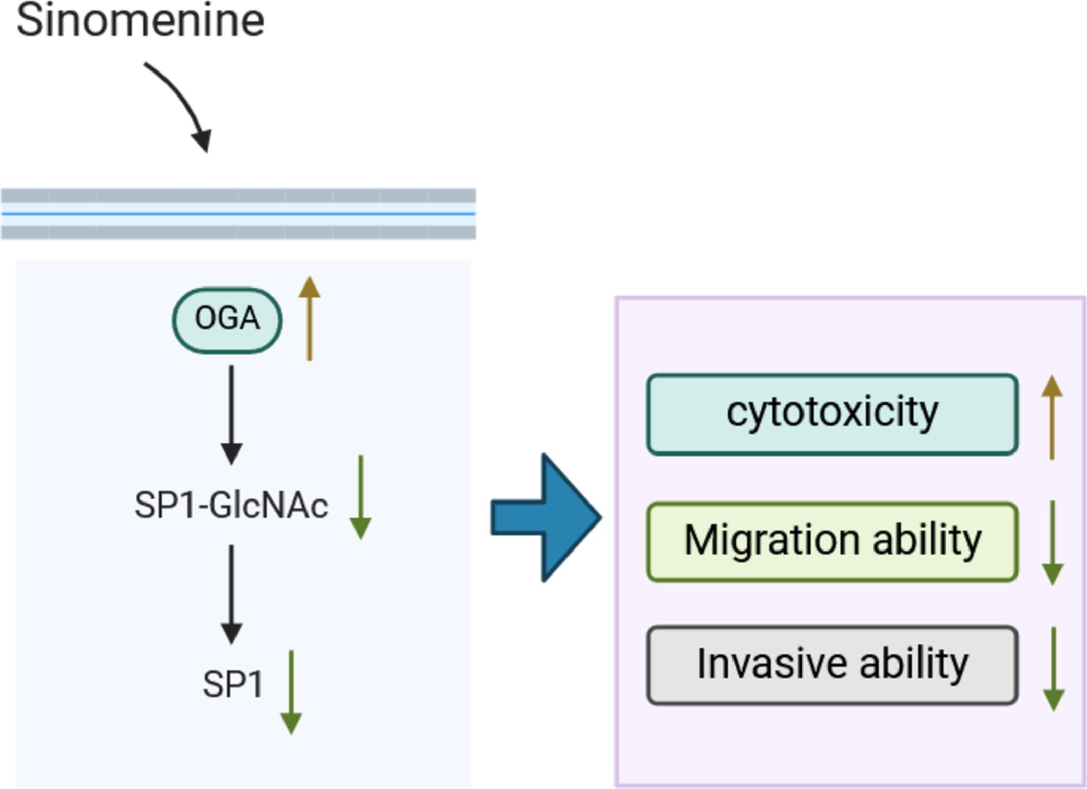 Sinomenine Suppresses Hepatocellular Carcinoma Cell Migration and Invasion by Inhibiting O-GlcNAcylation of SP1