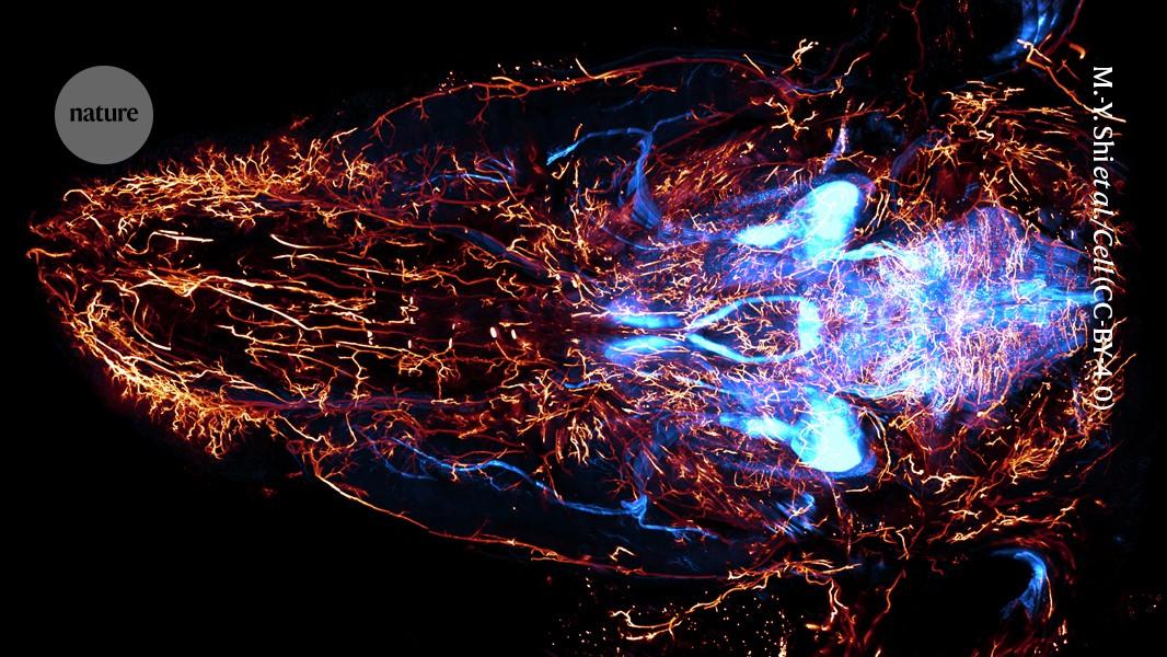 Giant map details nerves across a mouse’s body: see stunning pics