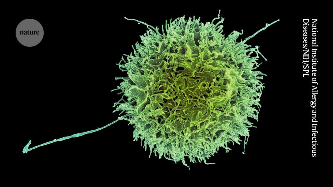 Turbocharged ‘killer’ cells show promise for autoimmune disease