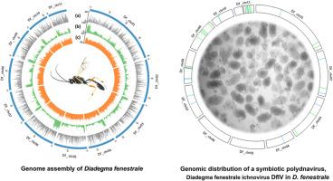 Genome assembly of Diadegma fenestrale (Hymenoptera: Ichneumonidae), and genome integration of its symbiotic virus, DfIV