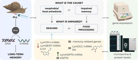 Effects of the inhibition of miRNA biogenesis in the central ring ganglia of a widely used invertebrate model species, Lymnaea stagnalis