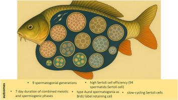 Structural and functional insights into spermatogenesis and Sertoli cell plasticity in adult common carp (Cyprinus carpio)