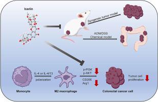 Icariin modulates the tumor microenvironment in colorectal cancer by targeting M2 macrophage polarization via PI3K/AKT pathway