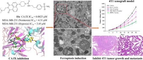 Discovery of novel thiourea benzenesulfonamides based 1,8-naphthalimide derivatives as carbonic anhydrase IX inhibitors that induce ferroptosis and inhibit triple-negative breast cancer metastasis