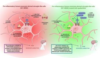 Upadacitinib regulates pain-related pathways and BDNF expression in human monocyte-derived microglial-like cells