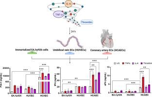 Endothelial cell source dictates the expression and release of fibrinolytic markers in a proinflammatory environment