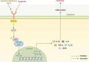 Tangeretin protects the kidney from ischemia-reperfusion injury by inhibiting inflammatory response through downregulation of MAOA