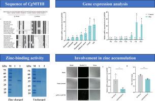 Metallothionein CgMTIII is involved in zinc binding and accumulation in the Pacific oyster Crassostrea gigas