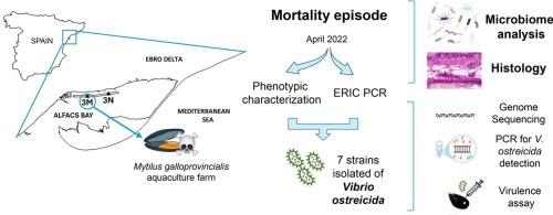 First description of Vibrio ostreicida as putative causal agent of disease in Mediterranean mussel (Mytilus galloprovincialis) and development of a PCR protocol for its rapid diagnosis