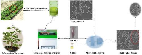 Ultrasound-assisted green synthesis of gold nanoparticles using Pelargonium graveolens leaf extract: Antibacterial activity and microfluidic evaluation of mechanistic effects