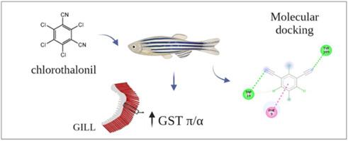 Exposure to chlorothalonil in zebrafish: modulation and biotransformation potential of two cytosolic GST isoforms