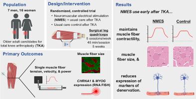 Sustaining neuromuscular activation after total knee arthroplasty preserves skeletal muscle fiber size, contractility, and innervation in older adults