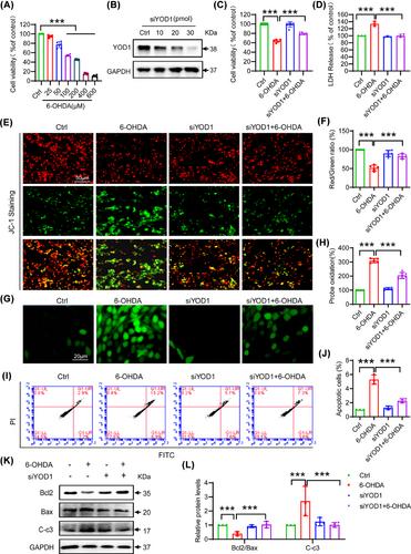 YOD1 regulates oxidative damage of dopamine neurons in Parkinson's disease by deubiquitinating PKM2