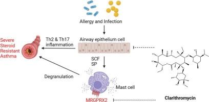 Clarithromycin attenuates severe steroid hyporesponsive asthma by regulating type 2/type 17 inflammation balance and inhibiting mast cell activation