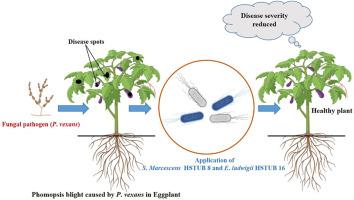 Biorational phomopsis blight management in eggplants using two bacteria isolated from the eggplant rhizosphere