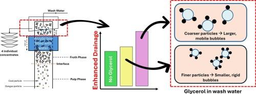 The role of surface mobility in enhancing froth drainage and reducing entrainment in flotation