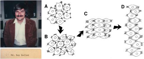 Quantifying convergent extension: Shih and Keller's quintessential work in developmental cell biology