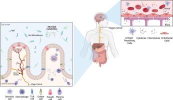 Gut-brain-immune interactions: exploring probiotics as a drug delivery platform for neurological disease