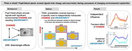 Wink or blush? Pupil-linked phasic arousal signals both change and uncertainty during assessment of changing environmental regularities