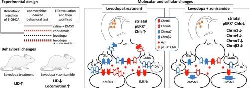 Zonisamide modulates cholinergic markers and alleviates levodopa-induced dyskinesia in a rat model of Parkinson's disease