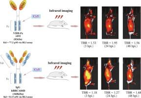 Engineered B7-H3-targeted VHH-Fc fusion antibody demonstrates rapid tumor accumulation for infrared imaging in pancreatic cancer xenograft model