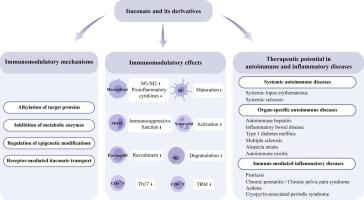 Itaconate: A key regulator of immune responses and potential therapeutic target for autoimmune and inflammatory diseases