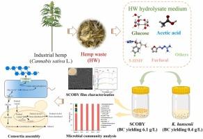 A sustainable strategy for biosynthesis of bacterial cellulose using a microbial symbiotic culture from hemp (Cannabis sativa L.) waste hydrolysate
