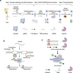 Rapid visual field detection of Pratylenchus coffeae in yam tissues via RPA-CRISPR/Cas12a