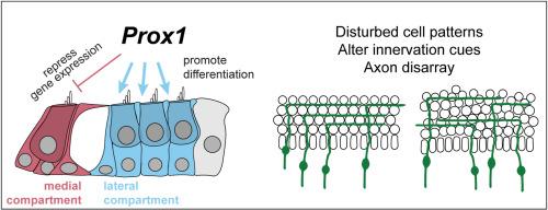 PROX1 is necessary for cellular patterning, innervation and differentiation in the mouse organ of Corti