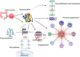 Raf-kinase inhibitor protein (RKIP): A therapeutic target in colon cancer