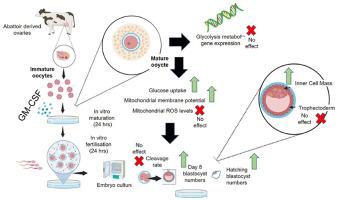 Addition of granulocyte-macrophage colony-stimulating factor during in vitro oocyte maturation improves cattle in vitro embryo production