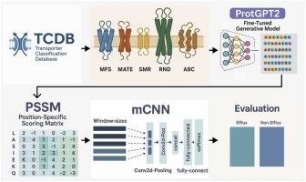 mCNN-GenEfflux: enhanced predicting Efflux protein and their super families by using generative proteins combined with multiple windows convolution neural networks
