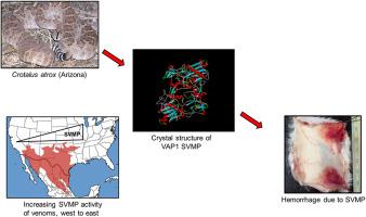 Western Diamondback Rattlesnake (Crotalus atrox) venoms show increased snake venom metalloproteinase abundance and activity at their northeastern distributional limits