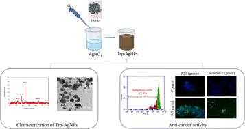 Trevesia palmata-derived terpenoid-rich silver nanoparticles induce apoptosis and upregulate p21/CAV1 proteins in gastric cancer cells†