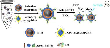 Sandwich-structured imprinted polymers for colorimetric glycoprotein detection via functionalized CeO2 nanozyme catalysis†