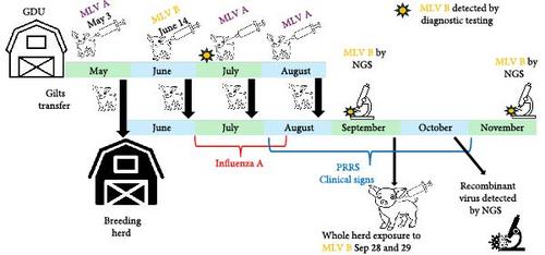 Emergence of a PRRSV Strain Recombined From Two Modified-Live Virus Vaccines and Its Elimination From a Breeding Herd