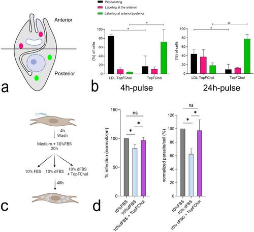 Host Organelle Interactions Facilitate Cholesterol Acquisition by Trypanosoma cruzi Amastigotes
