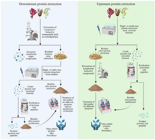 Seaweed Proteins: Properties, Extraction, Challenges, and Prospects