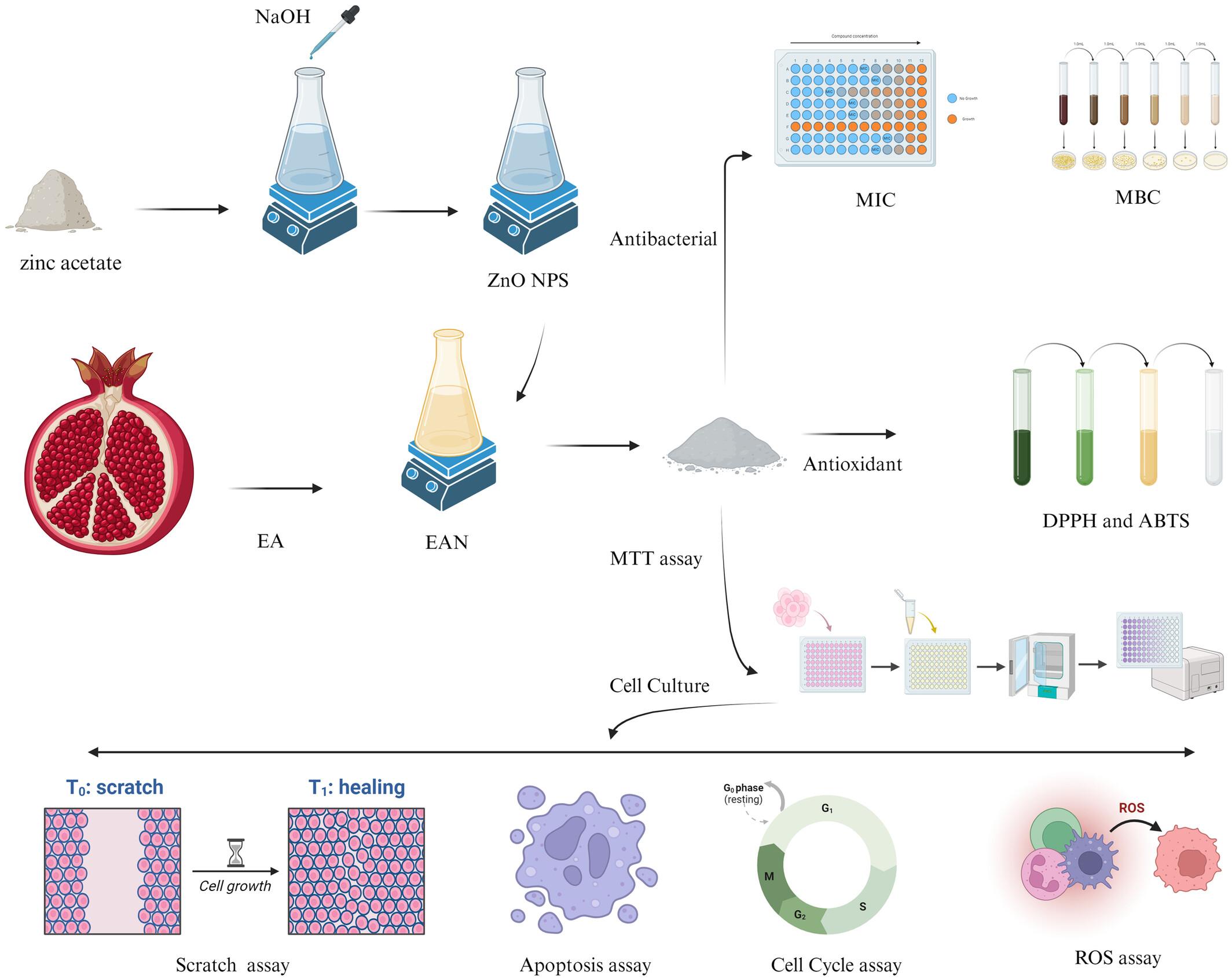 Ellagic Acid-Zinc Oxide Nanoparticles Show Antioxidant, Antibacterial Activities and Induce Apoptosis in Lung Cancer A549 Cells