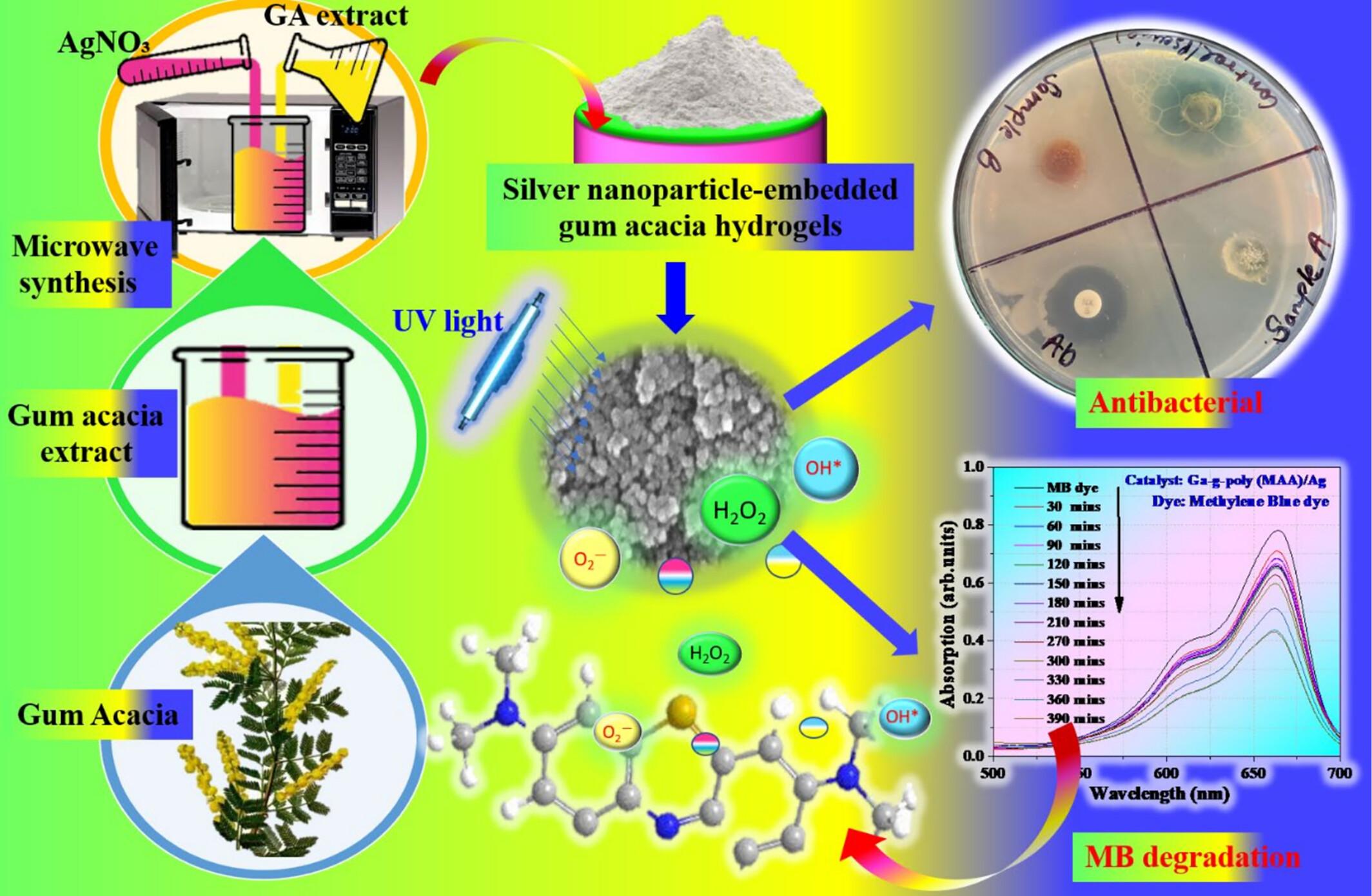 Functionalized Gum Acacia Hydrogels With Silver Nanoparticles for Enhanced Antimicrobial and Environmental Applications