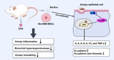 Exosomes derived from baicalin-pretreated bone marrow mesenchymal stem cells inactivate the TLR4/MyD88/NF-kB pathway to improve asthma