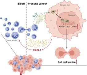 Neutrophil-mediated alteration of CXCL1/IL-8/AR signaling promotes prostate cancer cell proliferation