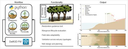 A mangrove lifecycle ecosystem analysis and forecasting (LEAF) model